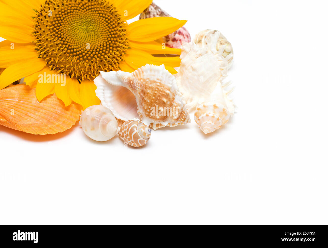 Sonnenblumen und Muschel Stockfoto