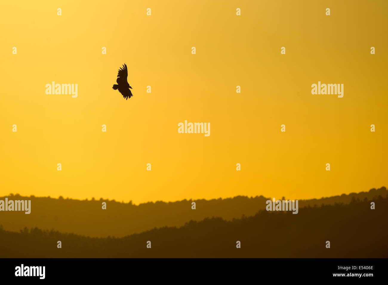 Geist des Sommers... Ein Gänsegeier schwebt in der Nachmittagshitze Silhouette gegen einen feurigen spanischen Sommer Sonnenuntergang Stockfoto