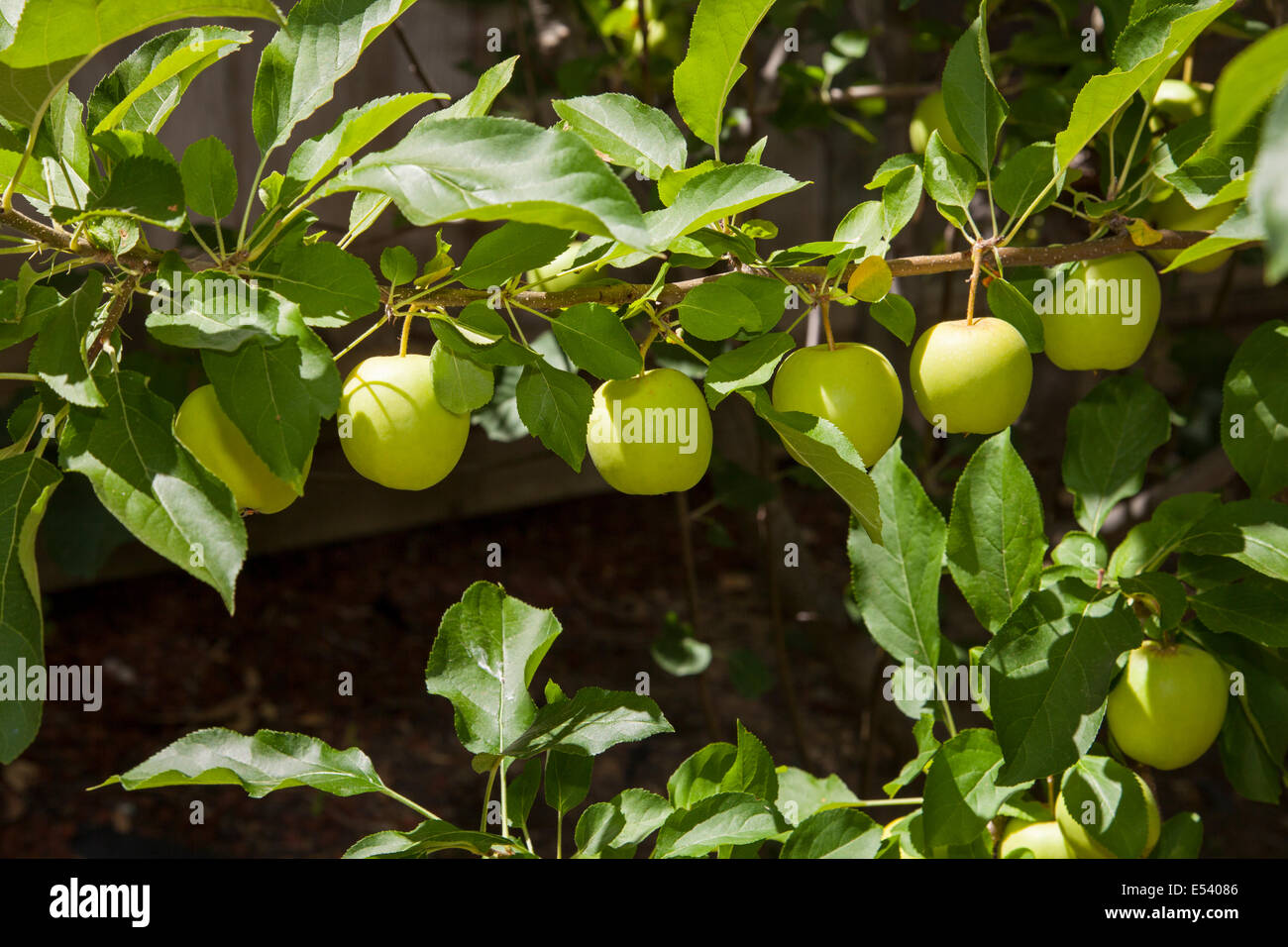 Apfelbaum Früchte in einem privaten Garten, Marin County, Kalifornien, USA Stockfoto