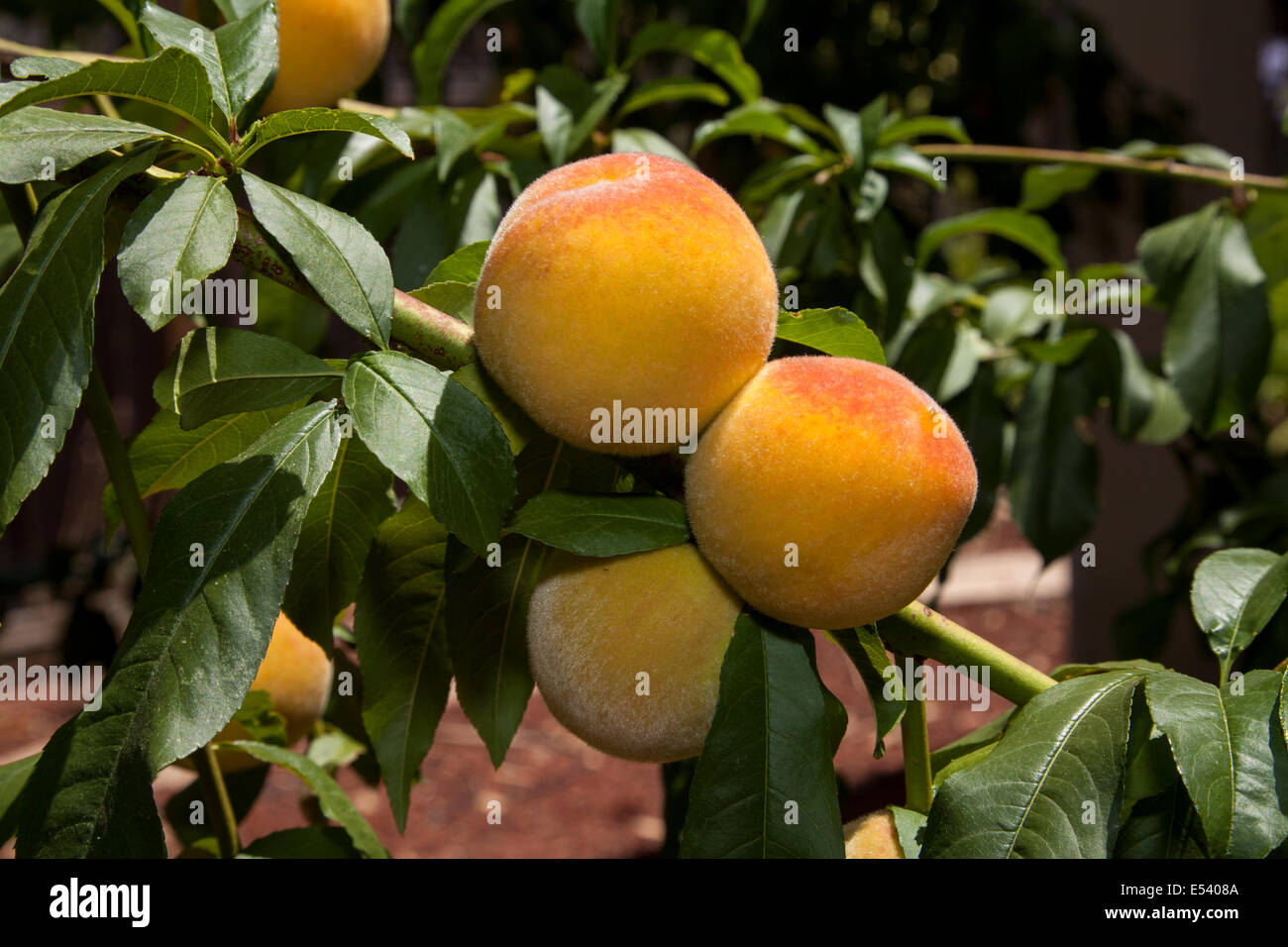Pfirsiche in einem privaten Garten, Marin County, Kalifornien, USA Stockfoto