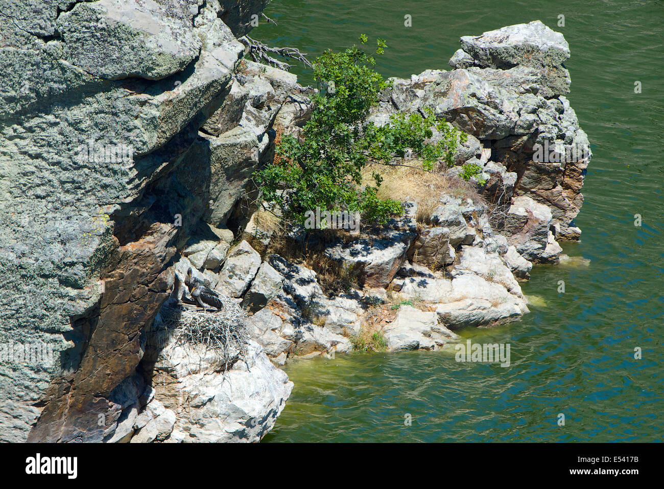 Ein Schwarzstorch (Ciconia Nigra) Nest, strategisch in einem unzugänglichen Felsen im Fluss Tajo mit zwei großen Küken. Stockfoto