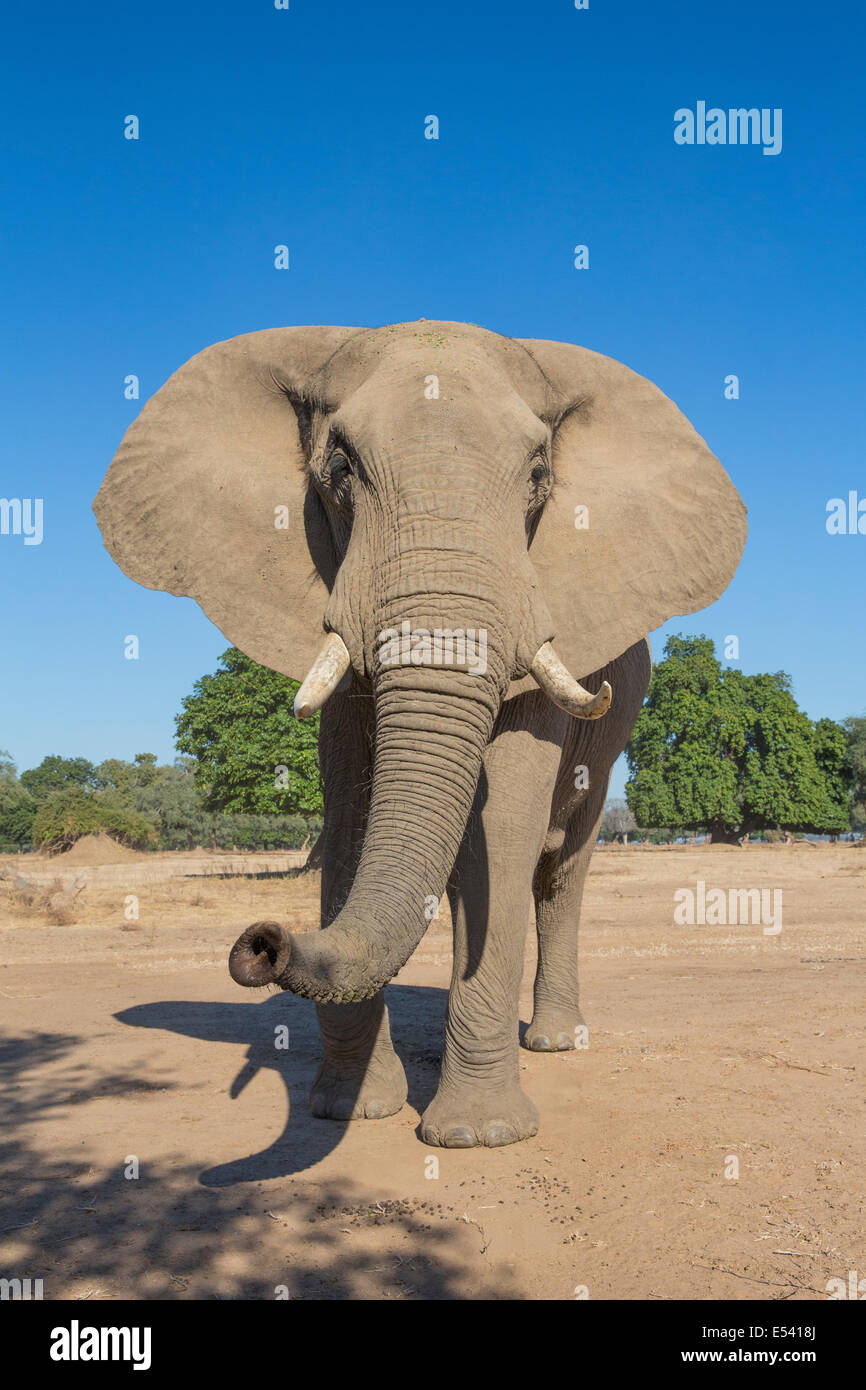 Neugierig afrikanischen Elefantenbullen schnüffeln Stockfoto
