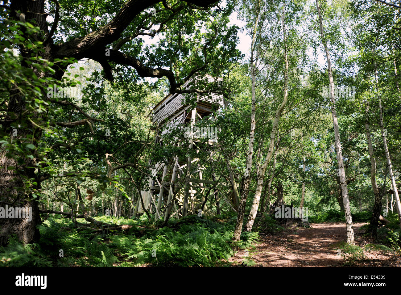 Minsmere RSPB Nature Reserve in Sufflok East Anglia UK die Baumkronen verstecken im Wald Stockfoto