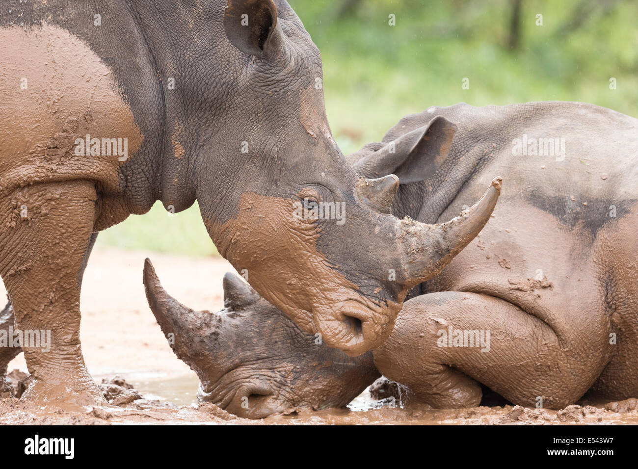 Rhino-paar im Schlamm-Krüger Nationalpark-Südafrika Stockfoto