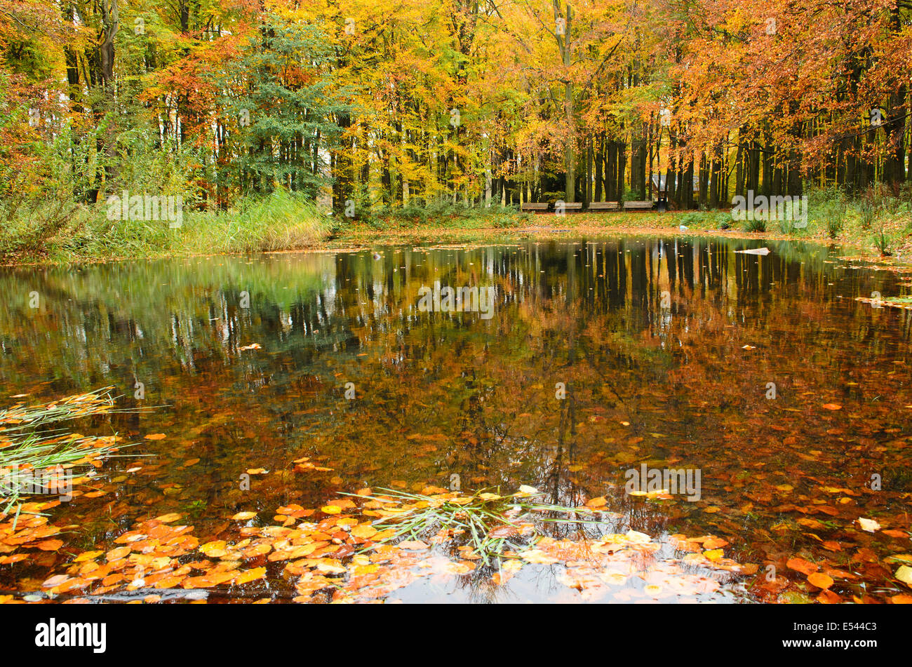 Reflexion der Herbst Bäume mit farbigen Blättern in einem Teich im Wald. Stockfoto