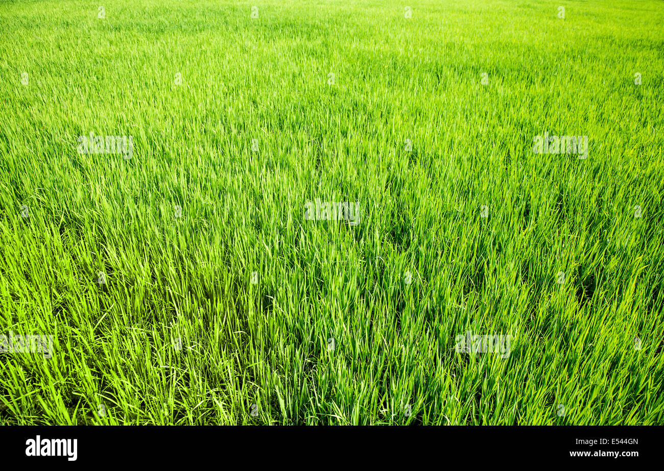 Grünen Rasen - Hintergrund des Grases Stockfoto