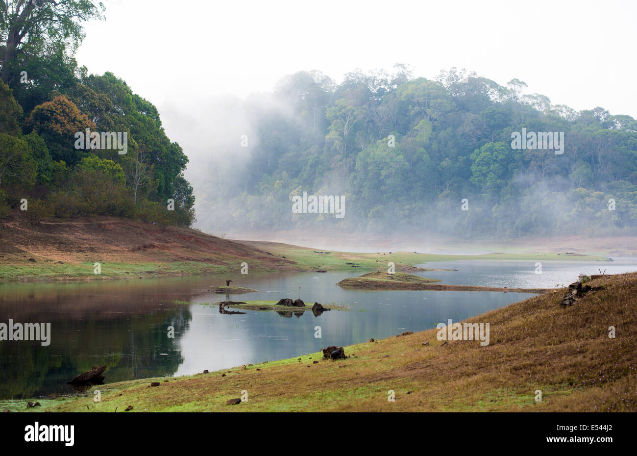 Morgen-Landschaft im Nationalpark Periyar Wildlife Sanktuarios, Kumily, Kerala, Indien Stockfoto