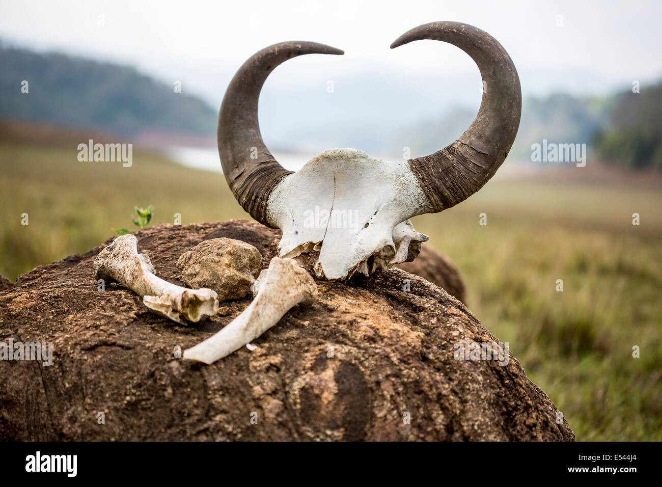 Gaur - indische Bison, Skull &amp; Bones auf einem Hintergrund von der Reserve Nationalpark Periyar Wildlife Sanktuarios, Kumily, Kerala, Stockfoto