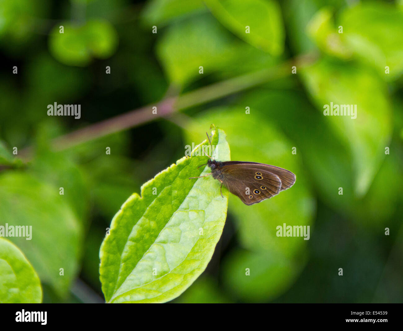 Ein Ringel Schmetterling zeigt die Unterseite der Flügel auf ein Blatt in einem Feld von Surrey. Stockfoto