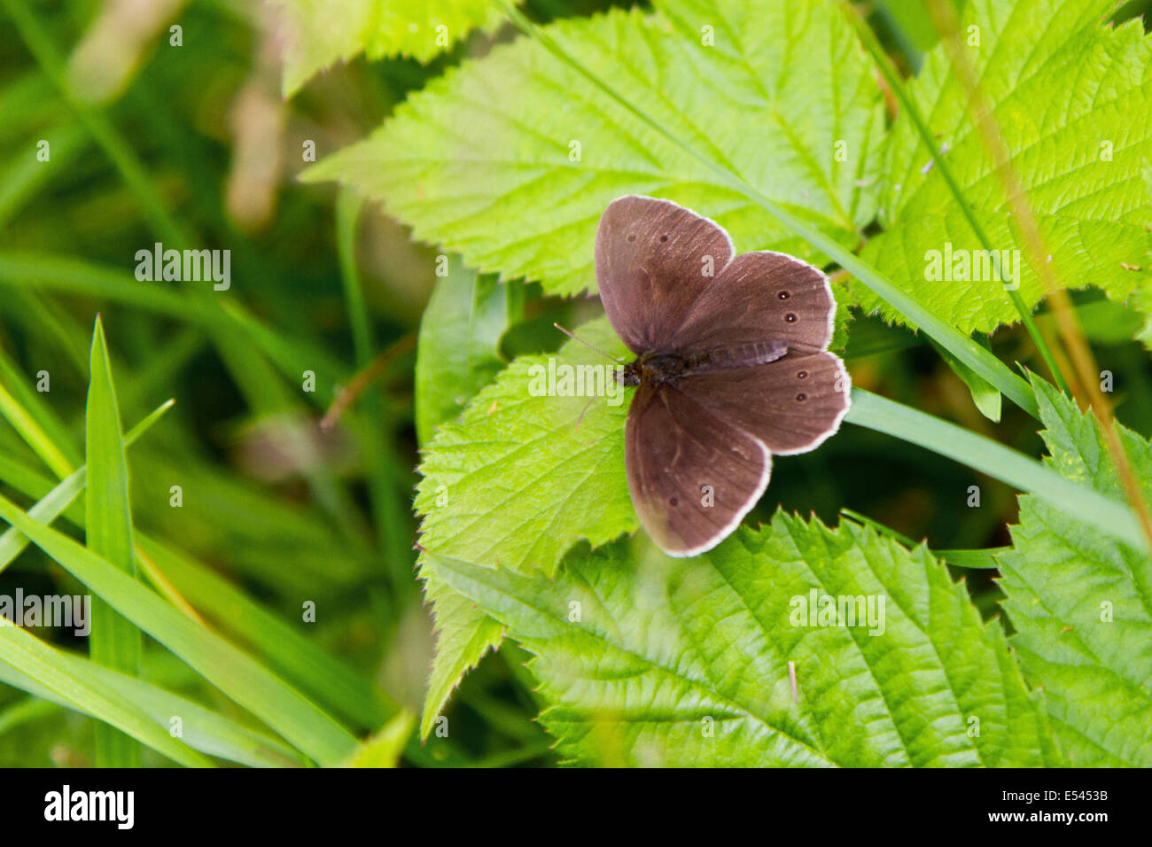 Ein Ringel-Schmetterling in der Sonne auf einem Blatt in einem Feld von Surrey. Stockfoto