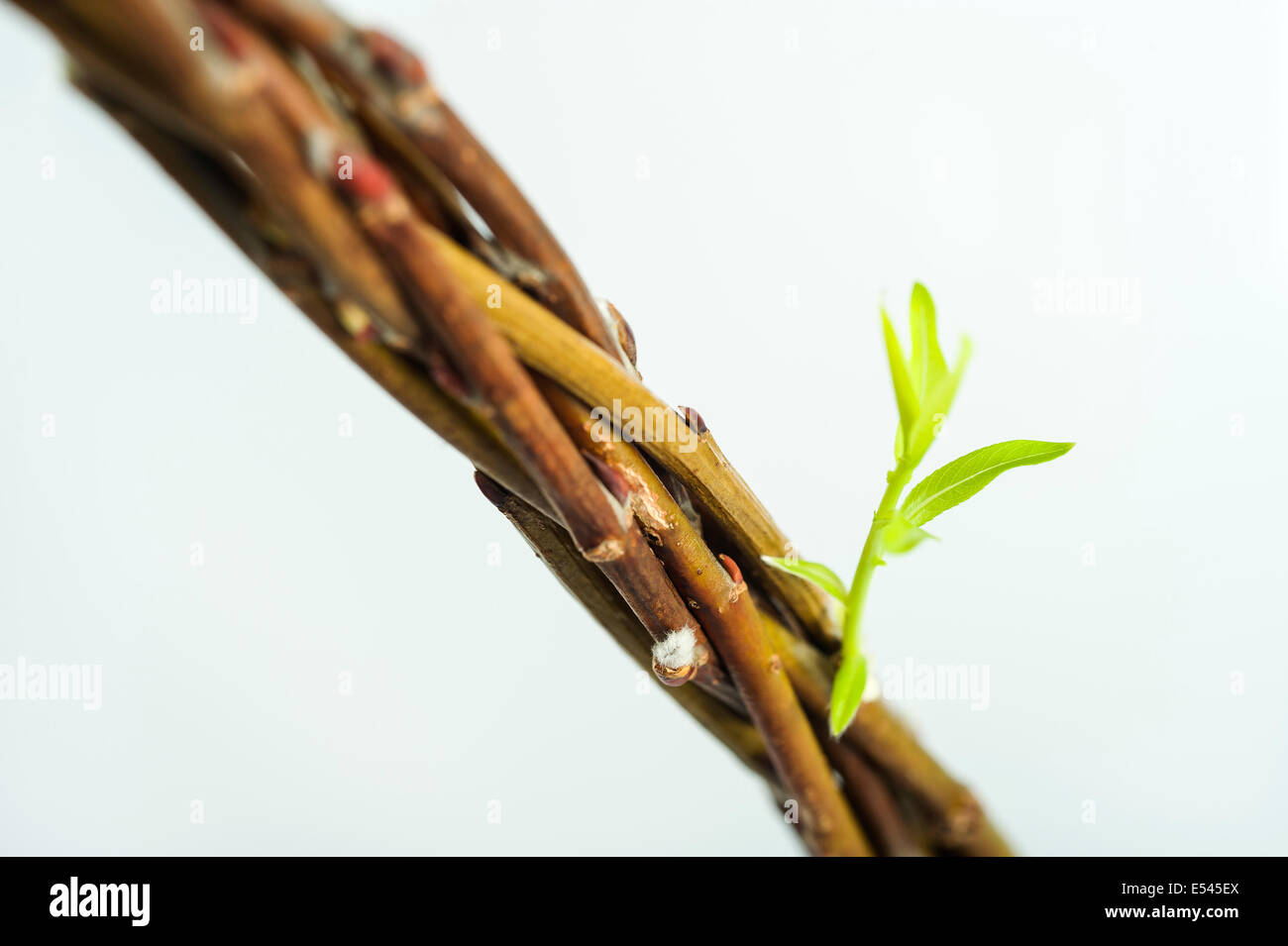 Ableger Stockfoto