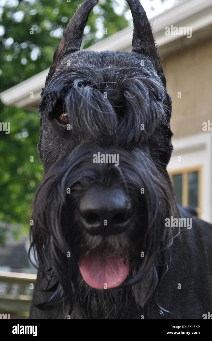 Riesenschnauzer-Nahaufnahme des Kopfes Stockfoto