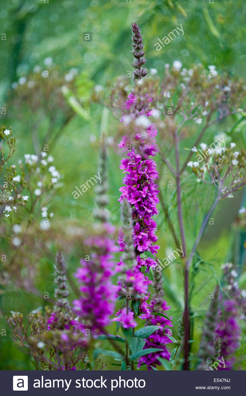 Welche Blumen Im Juli Pflanzen Leoniduboes