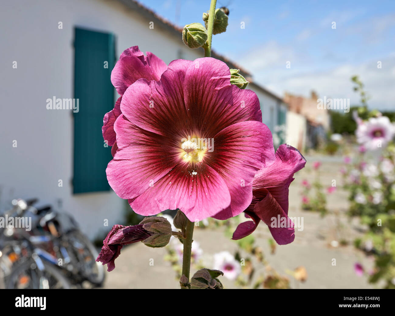 Stockrose in einer leeren Straße in einem Dorf auf der Ile d ' Aix von Frankreich. Stockfoto