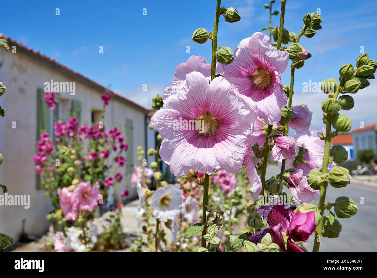 Stockrose in einer leeren Straße in einem Dorf auf der Ile d ' Aix von Frankreich. Stockfoto