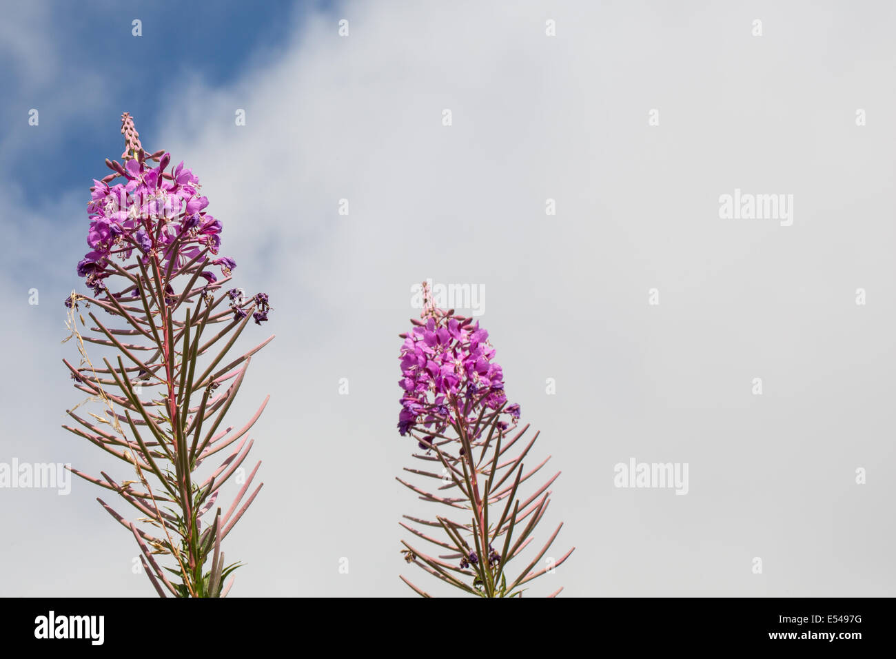 Chamerion Angustifolium, Rosebay, Weidenröschen in eine britische Hecke Stockfoto