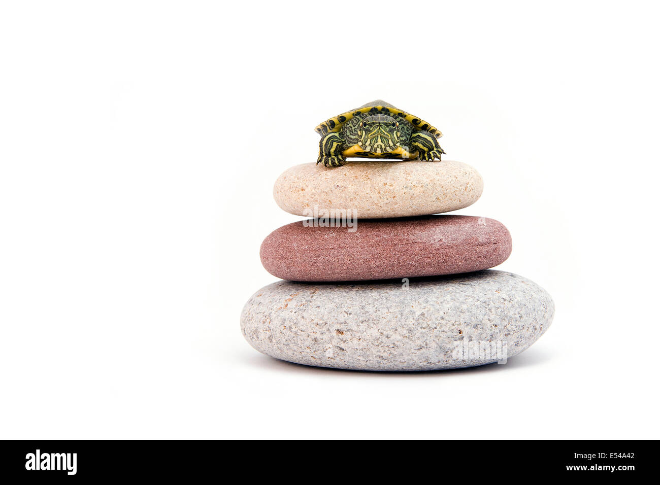 Schildkröte auf zen Steine mit weißem Hintergrund Stockfoto