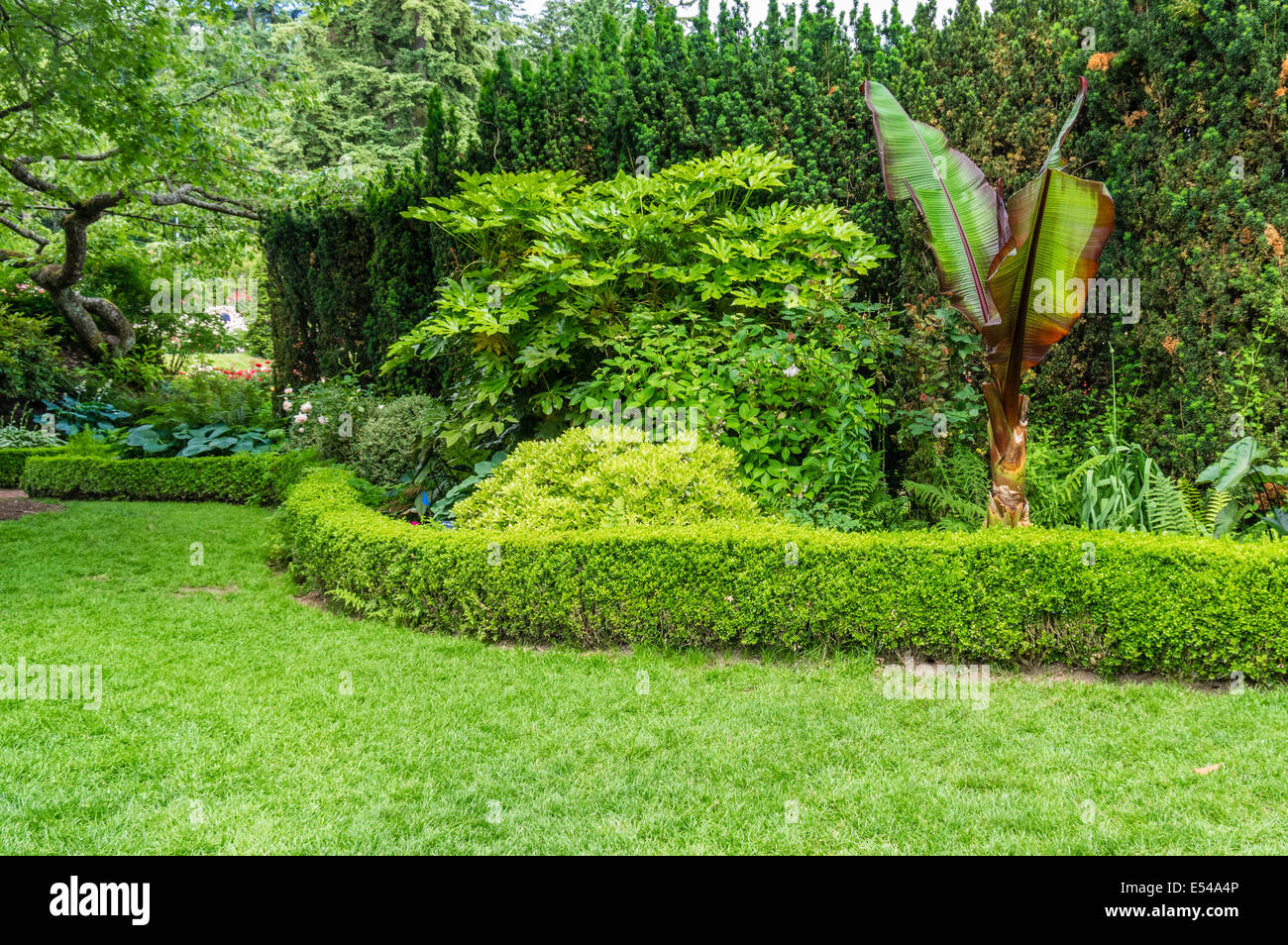 Rasenfläche mit Beschnittene Hecke und bepflanzten Blumenbeet mit einer Bananenpflanze in einem großen öffentlichen Garten Stockfoto