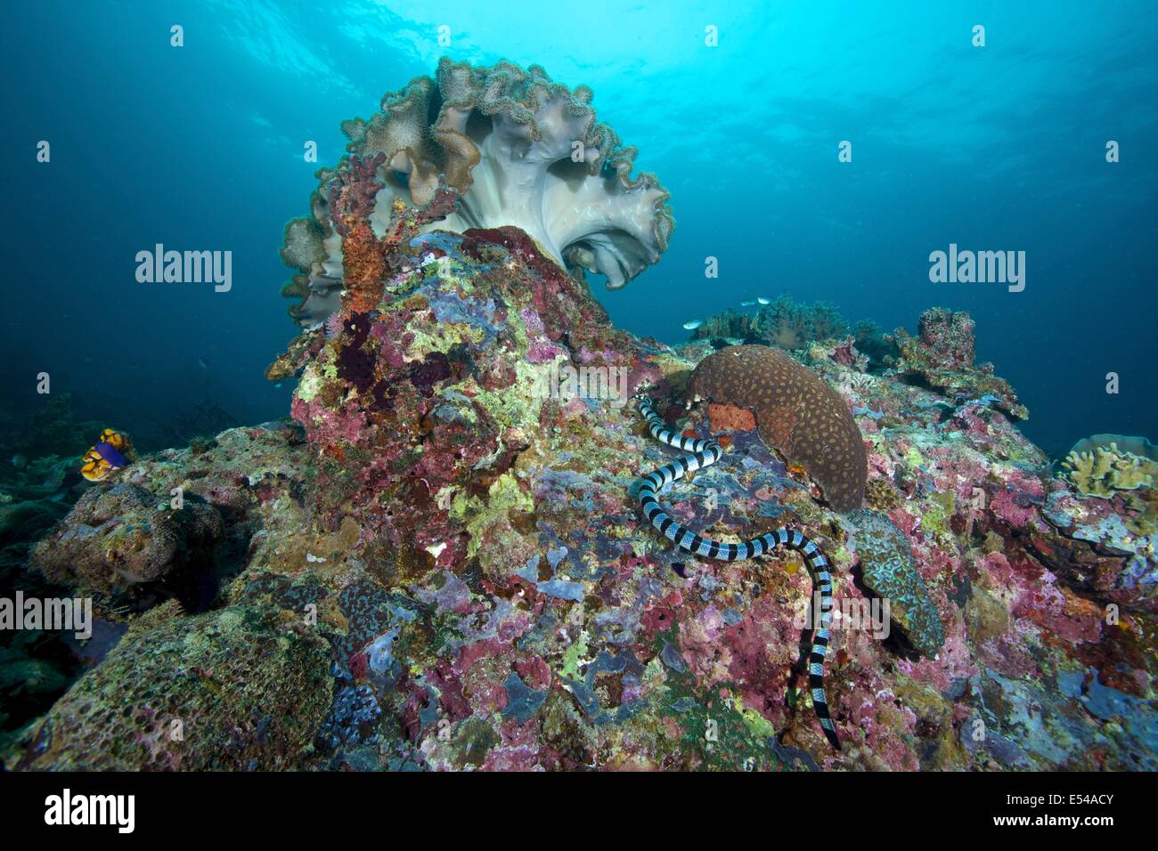 Gebändert Meer Krait (Laticauda Colubrina) in Napantao Heiligtum, Philippinen. Stockfoto