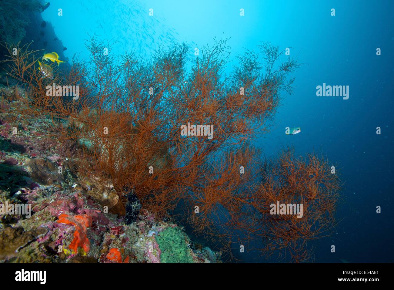 Große schwarze Korallen Bush am Limasawa Island, Philippinen Stockfoto