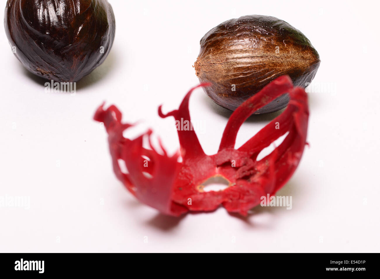 Muskatnuss Samen auf weißem Hintergrund Stockfoto