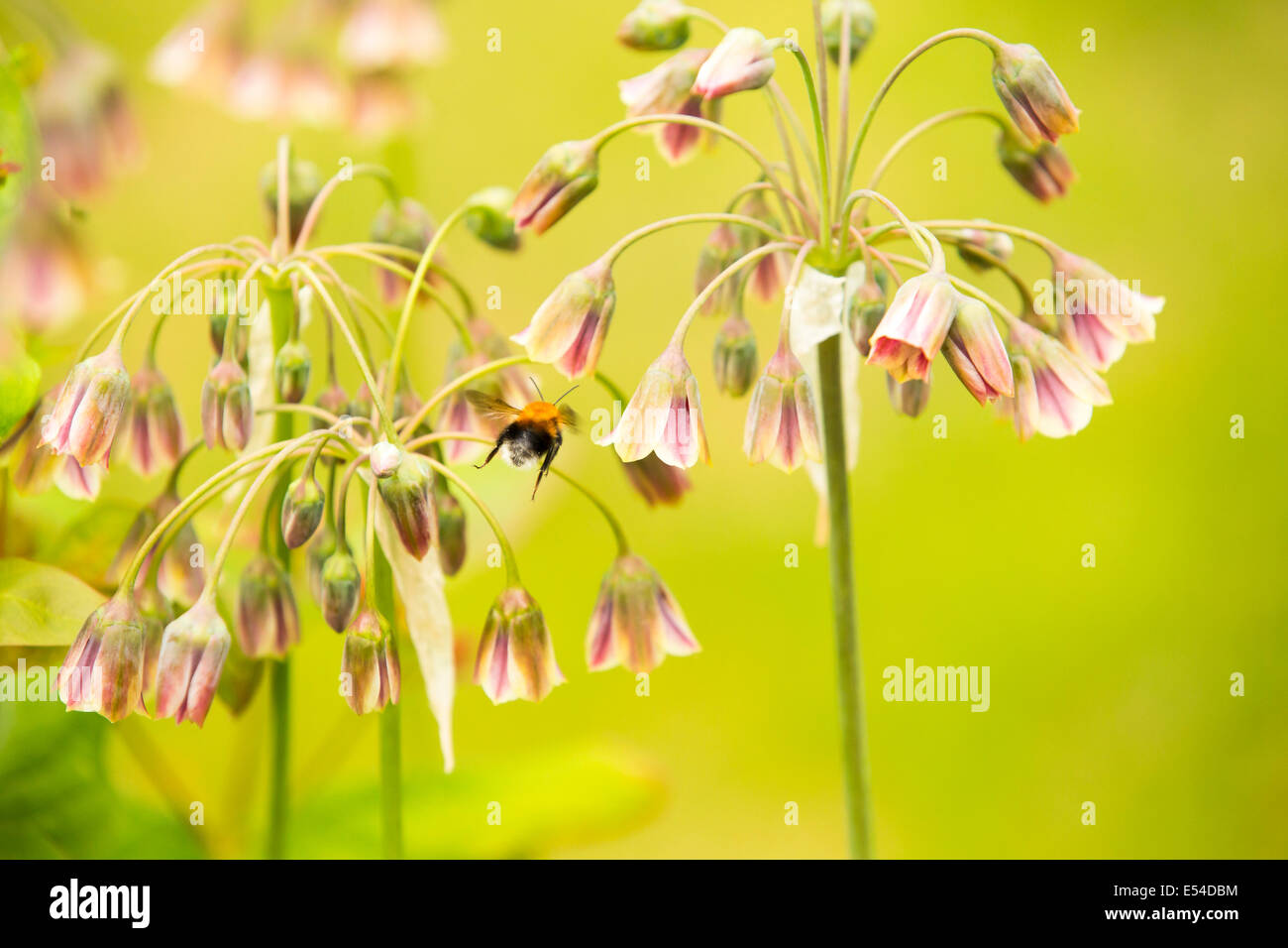 Bumble Bee Pollen von einer Blume Alium sammeln. Stockfoto