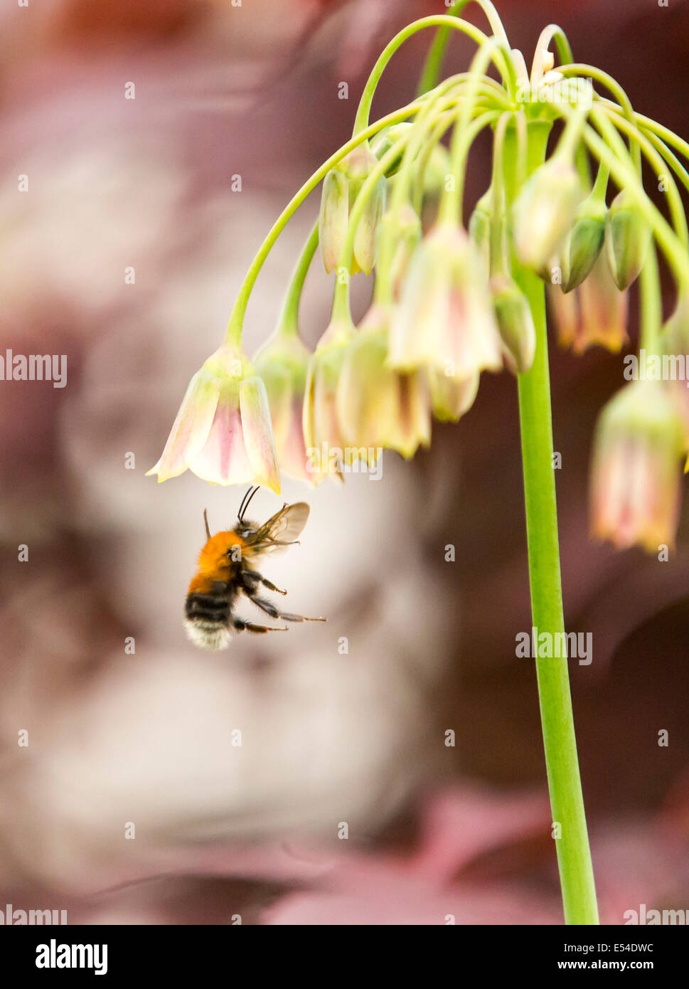 Bumble Bee Pollen von einer Blume Alium sammeln. Stockfoto