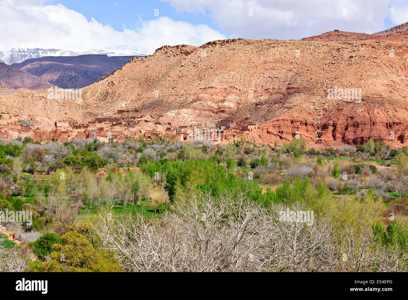 Kasbah anemiter, asif Ounila, in der Nähe von Ait bennhaddou, grüne fruchtbare Flusstäler, Landwirtschaft, Nussbaum, Pfirsichbäume blühen, Marokko Stockfoto