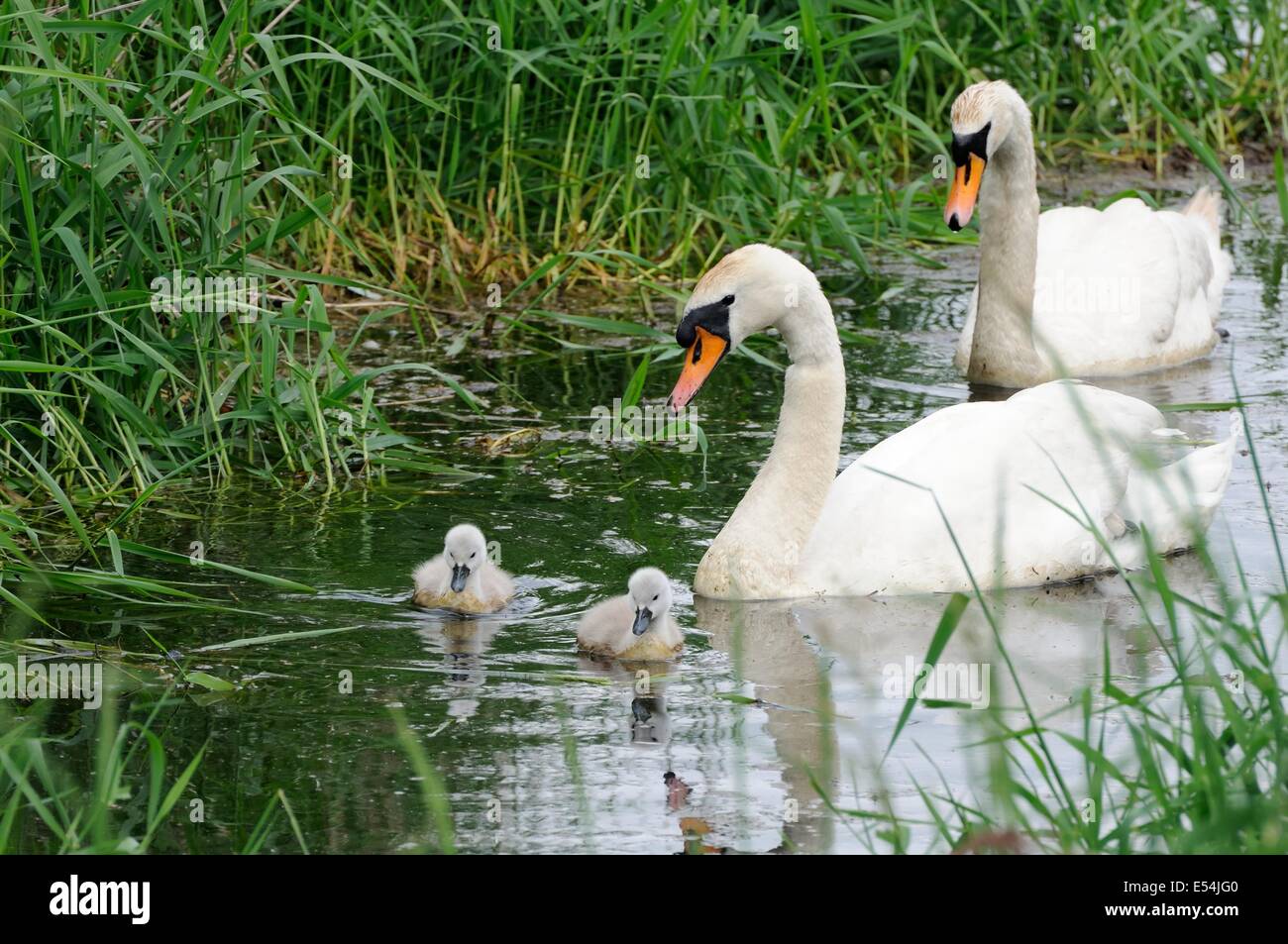 Eine männliche und weibliche Höckerschwan chaperon ihre Cygnets, wie sie Futter für Lebensmittel unter dem Schilf. Stockfoto