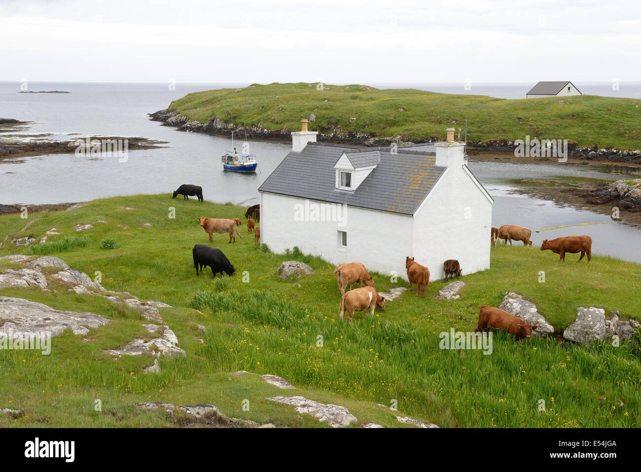 Vieh Roaming Freie an der Küste Haus Garten auf den Äußeren Hebriden Isle of Barra, Schottland, Großbritannien, Europa Stockfoto