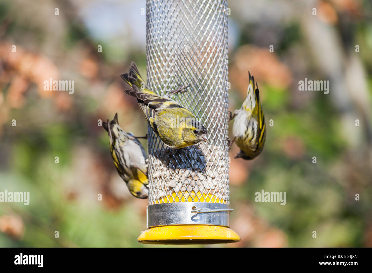 Drei eurasischen Zeisige (Zuchtjahr Spinus) Fütterung auf Sonnenblumen Herzen in ein Vogelhäuschen in einen englischen Garten Stockfoto