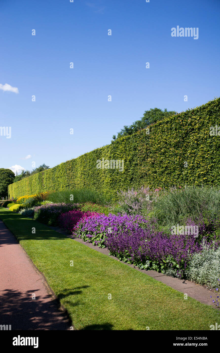 Hohen Beech Hedge und krautige Grenze im Royal Botanic Gardens, Edinburgh. Schottland Stockfoto