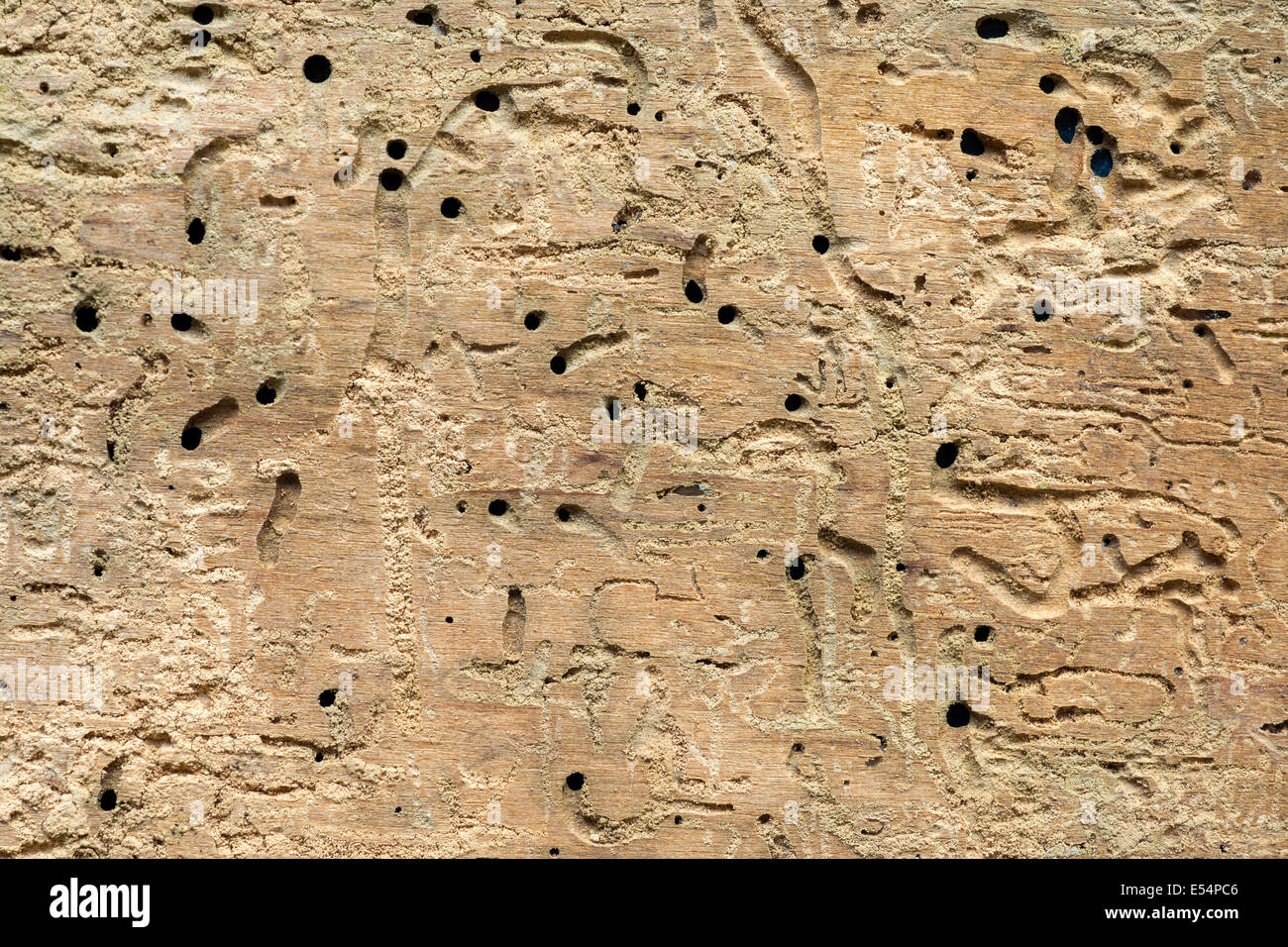 detaillierte Struktur der Holzplatte von Box Elder Fehler zerstört Stockfoto