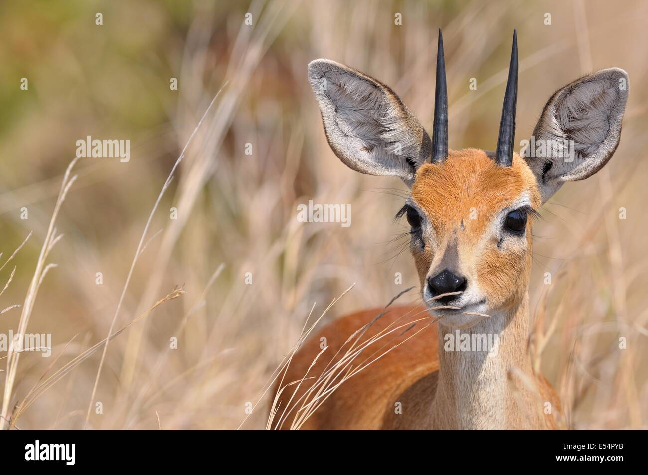 Steinböckchen (Raphicerus Campestris), Männlich, hohes Gras, Krüger Nationalpark, Südafrika, Afrika Stockfoto