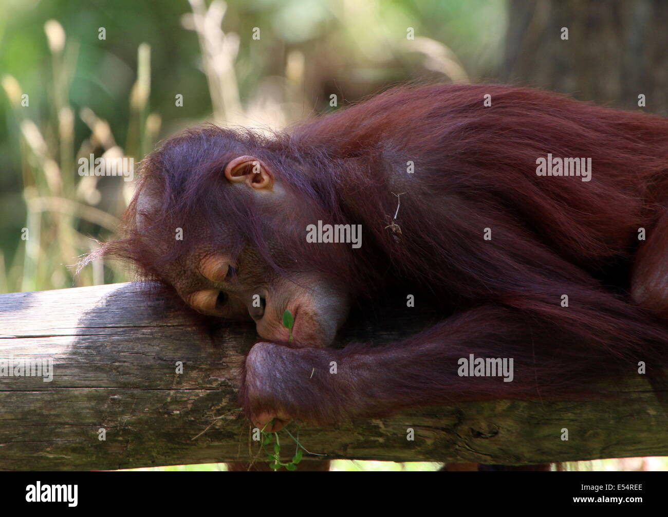 Juvenile Orang-Utan (Pongo Pygmaeus oder Abelii) im Schatten dösen Stockfoto