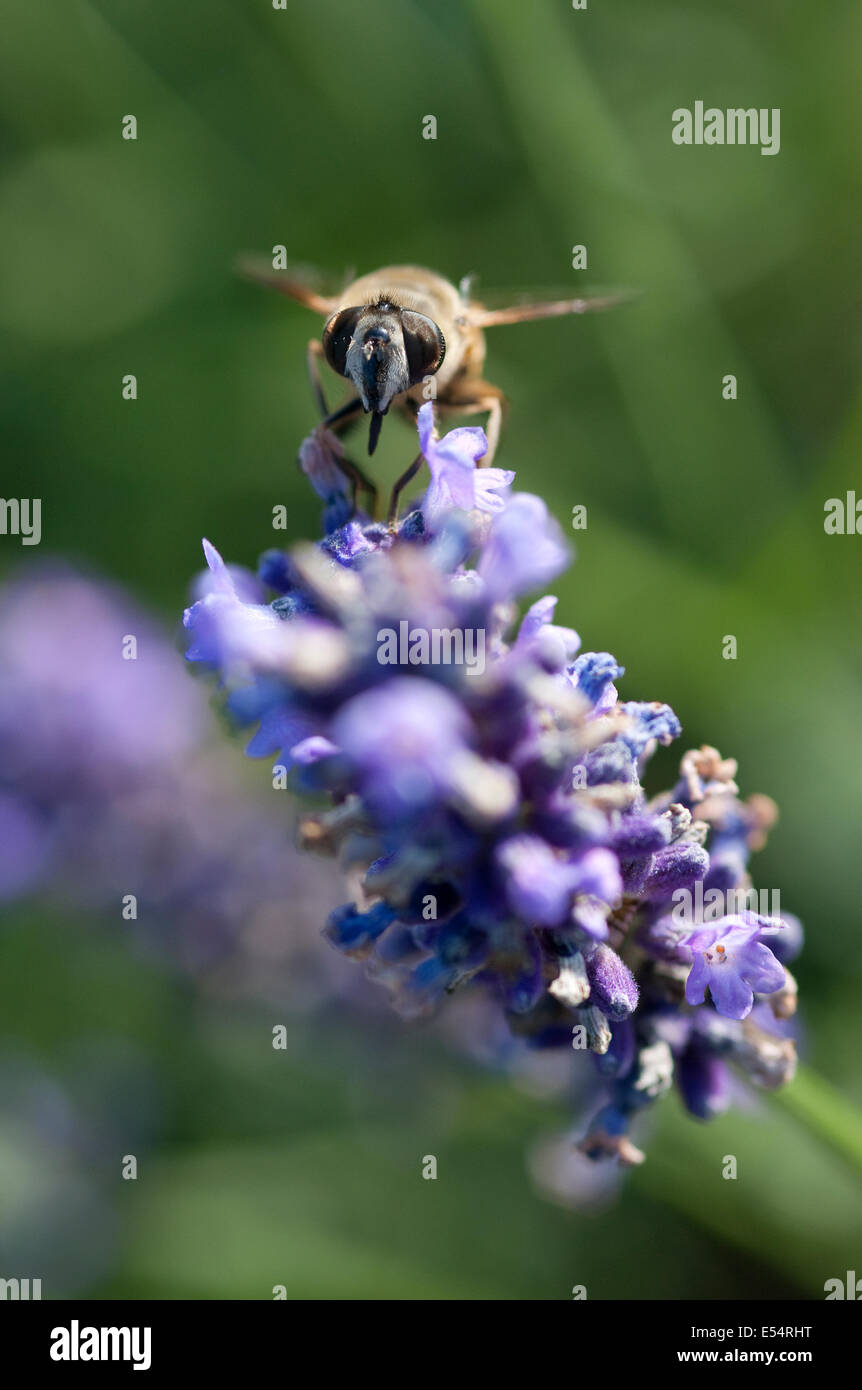 Honig Bienen Nektar sammeln von Lavendel Blume Stockfoto