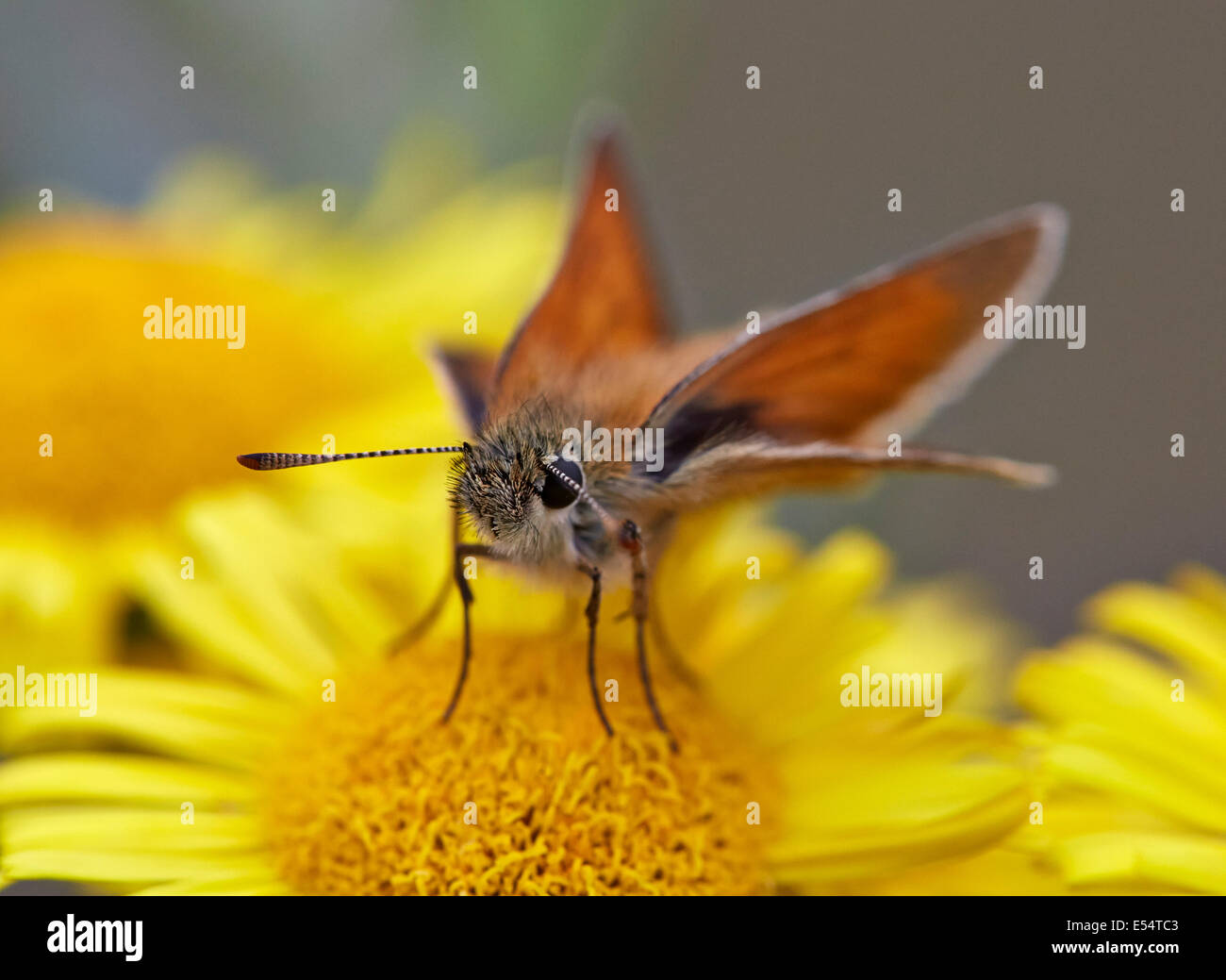 Kleiner Schmetterling Skipper. Gemeinsamen Chobham, Surrey, England. Stockfoto