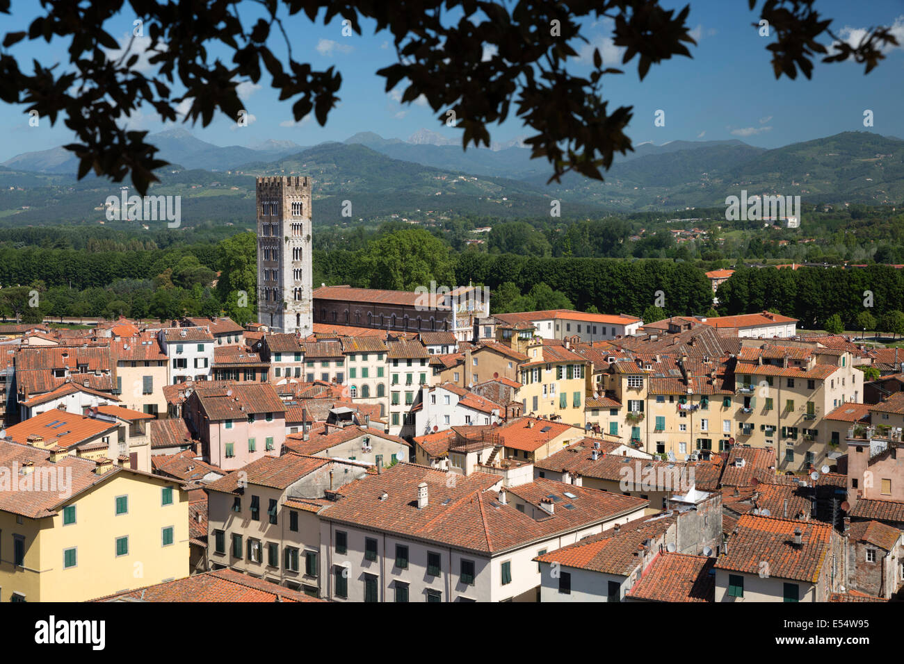 Blick über Stadt, San Frediano aus Spitze Steineiche gekrönt Torre Guinigi, Lucca, Toskana, Italien, Europa Stockfoto