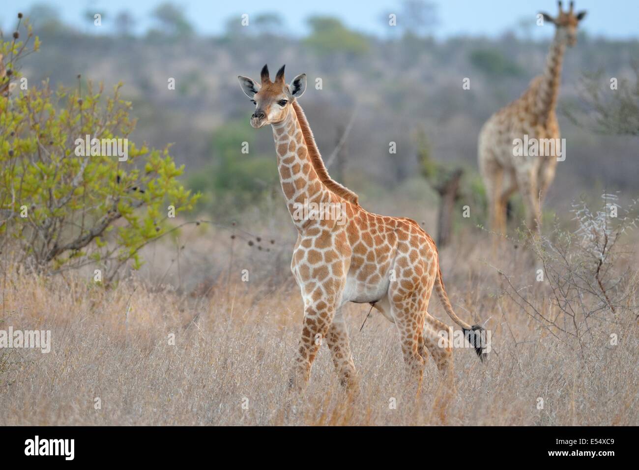 Giraffen (Giraffa Plancius), Erwachsene und junge, zu Fuß in trockenen Rasen, am späten Nachmittag, Krüger Nationalpark, Südafrika Stockfoto