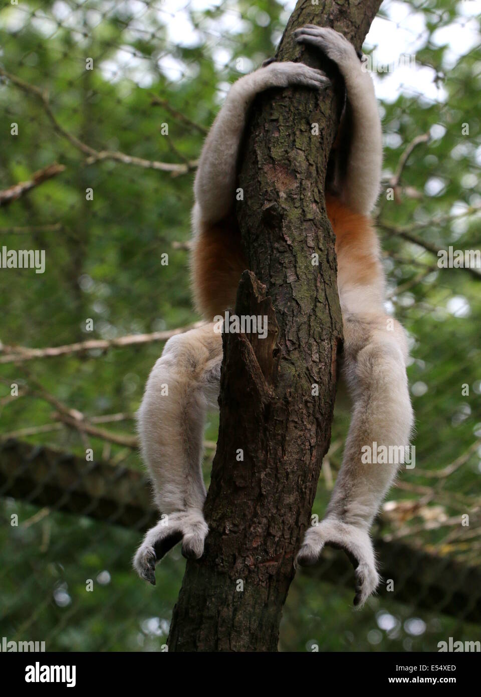 Madagaskar gekrönt Sifaka (Propithecus Coronatus) hängen von einem Baum, versteckt sich hinter dem Stamm Stockfoto