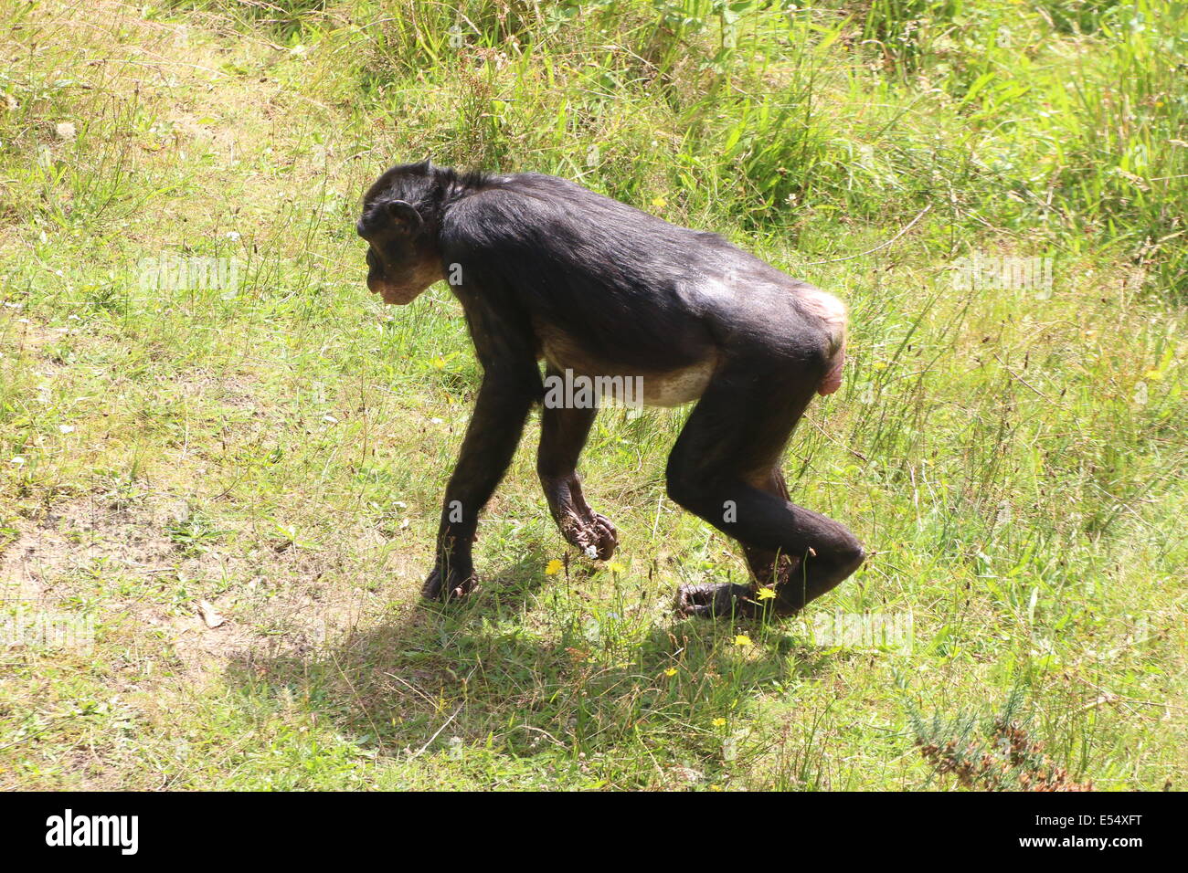 Ältere weibliche Bonobo oder (ehemals) Pygmy Schimpanse (Pan Paniscus) zu Fuß in einer natürlichen Umgebung Stockfoto