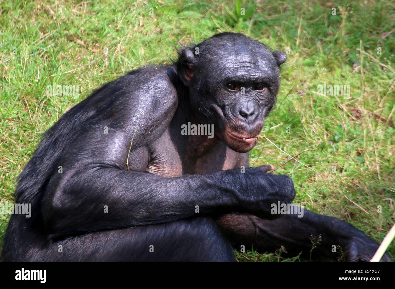 Ältere männliche Bonobo-Schimpansen (Pan Paniscus) in einer natürlichen Umgebung Stockfoto