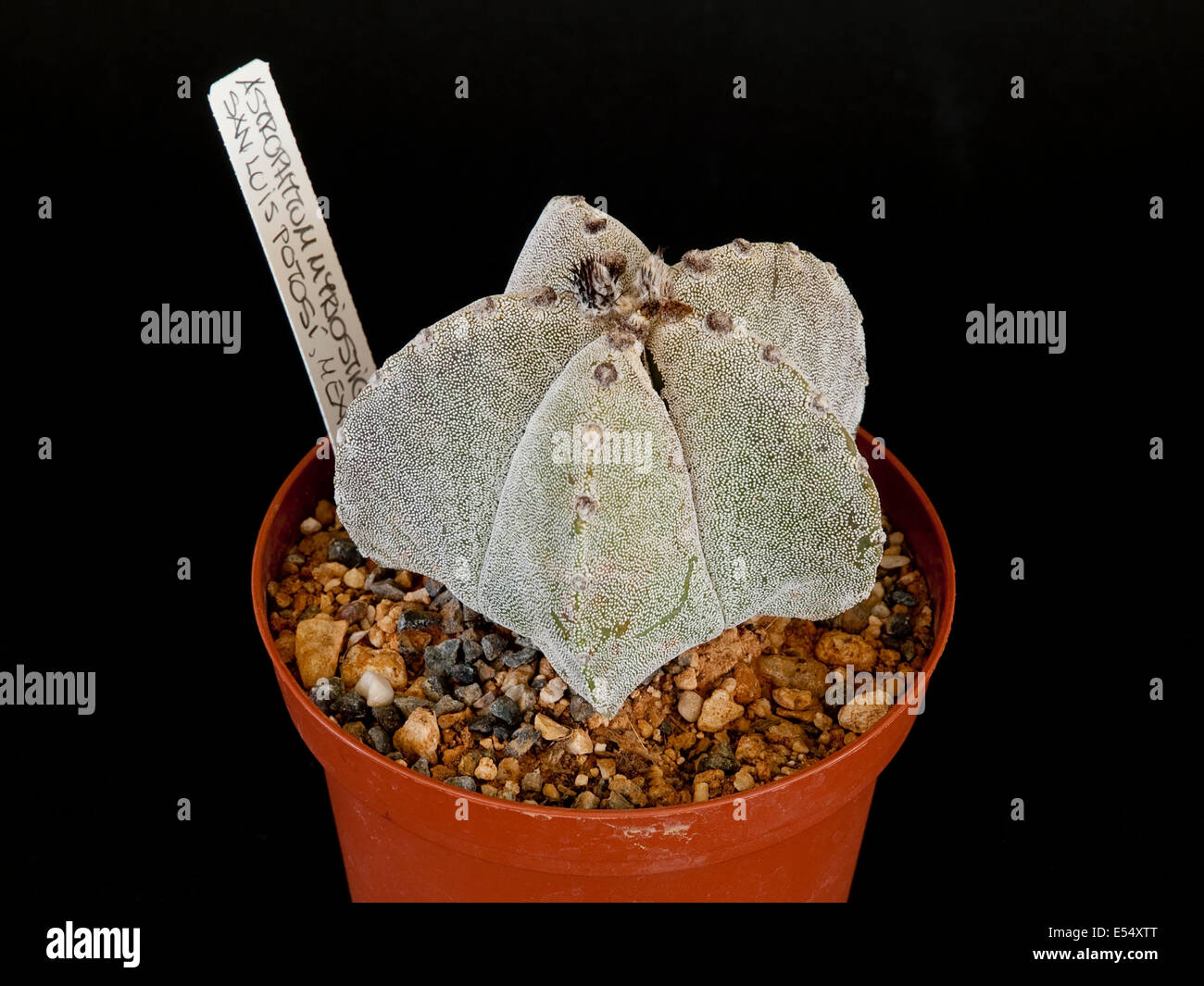 Der astrophytum myriostigma ein Luis Potosi', Topfpflanze Stockfoto
