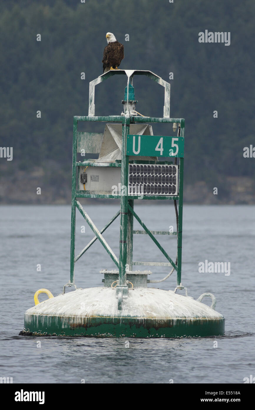 Weißkopf-Seeadler (Haliaeetus Leucocephalus) Erwachsenen, thront auf Navigations Marker, Strait Of Georgia Gulf Islands in British Columbia, Stockfoto