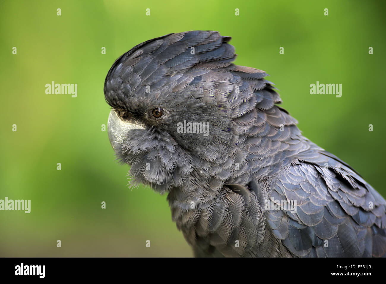 Red-tailed Black-Cockatoo (Calyptorhynchus Banksii) Erwachsene männlich, Nahaufnahme des Kopfes, Australien, Oktober Stockfoto