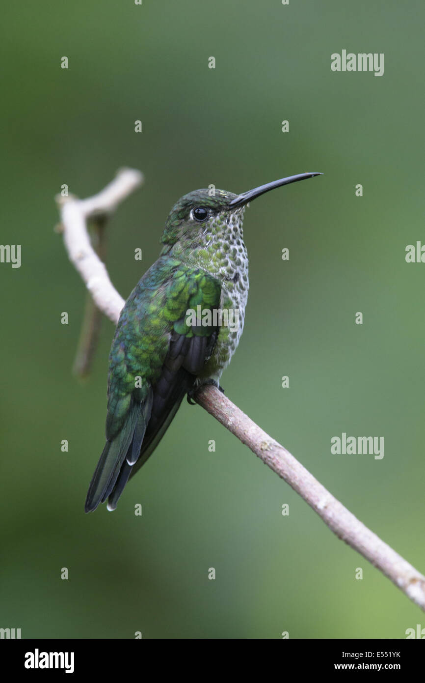 Viele entdeckte Kolibri (Taphrospilus Hypostictus) Erwachsenen, thront auf Stamm, wilde Sumaco Lodge, Provinz Napo, Ecuador, Februar Stockfoto