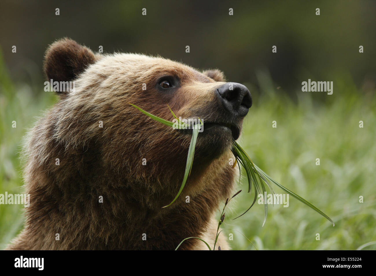 Grizzly Bär (Ursus Arctos Horribilis) Erwachsene, Nahaufnahme des Kopfes, Fütterung auf Seggen in Lichtung des gemäßigten Küstenregenwald, Inside Passage, Küste-Berge, Great Bear Rainforest, Britisch-Kolumbien, Kanada, Juni Stockfoto