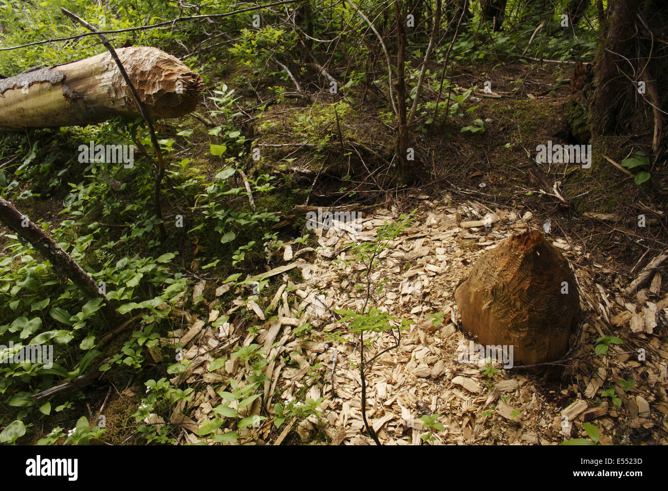 Amerikanischer Biber (Castor Canadensis) gefällten Baumstamm, in gemäßigten Küstenregenwald, Inside Passage, Küste-Berge, Great Bear Rainforest, Britisch-Kolumbien, Kanada, Juli Stockfoto