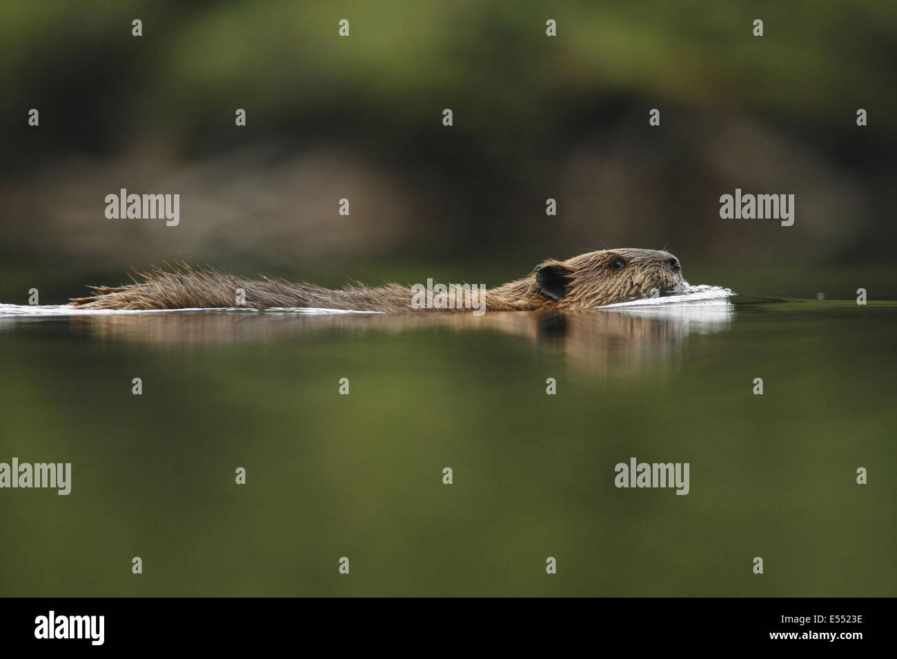 Amerikanischer Biber (Castor Canadensis) Erwachsene, Schwimmen, in gemäßigten Küsten-Regenwald, Küste-Berge, Great Bear Rainforest, Britisch-Kolumbien, Kanada, August Stockfoto