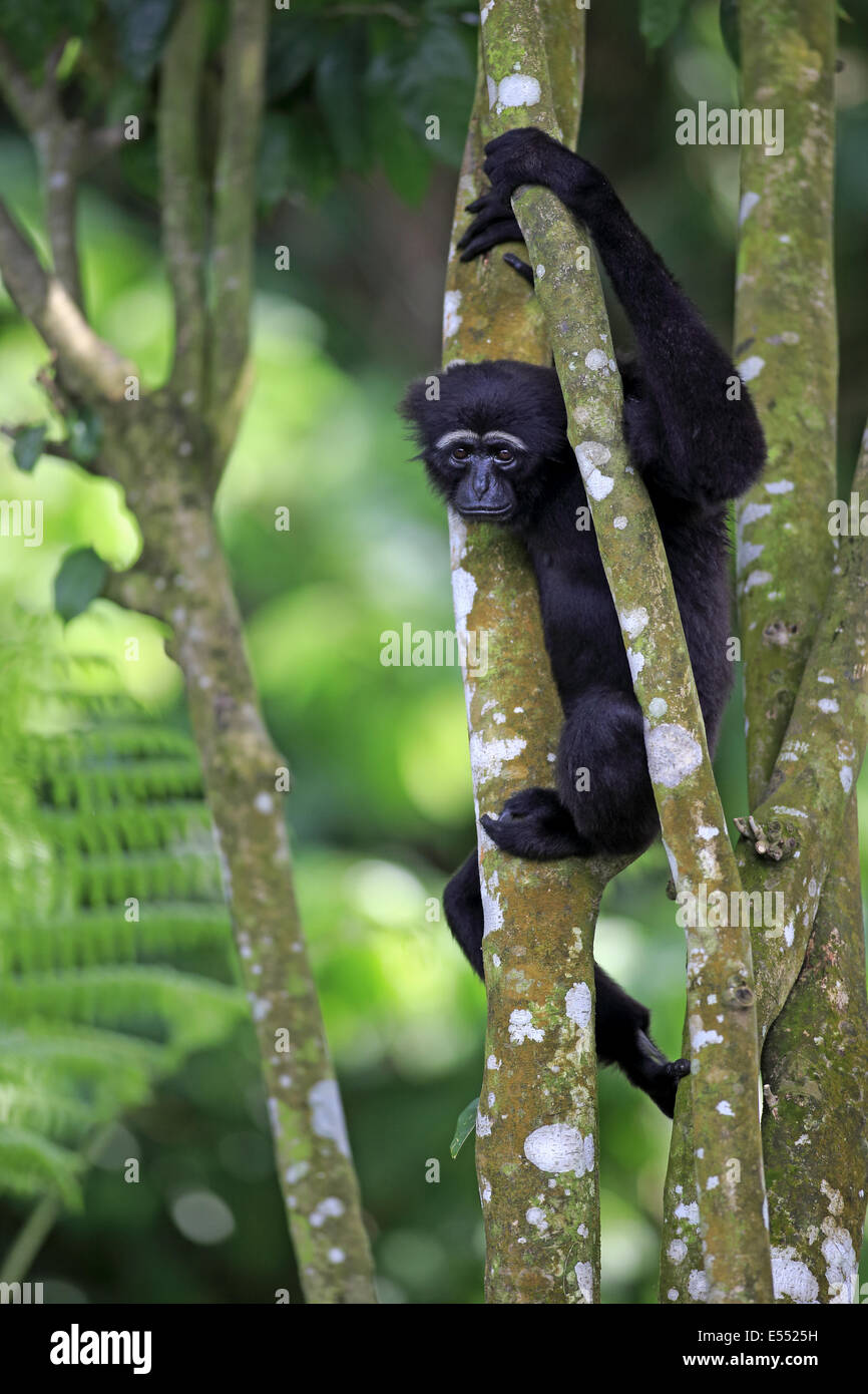Agile Gibbon (Hylobates Agilis) Erwachsenfrau, klammerte sich an Ästen (Captive) Stockfoto